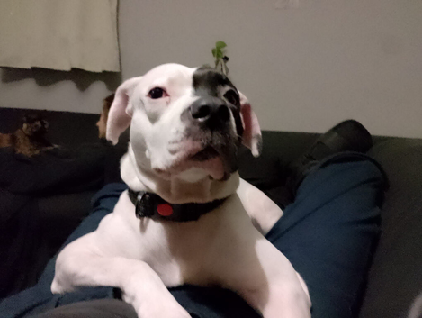 Pretty healthy White and black staffy female ( stud )