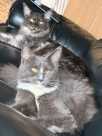 Pair of Mainecoons