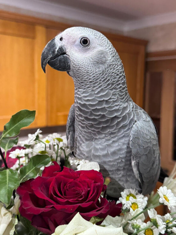 african grey