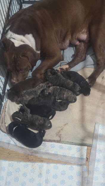 Beautiful presa canario x American p bully puppys