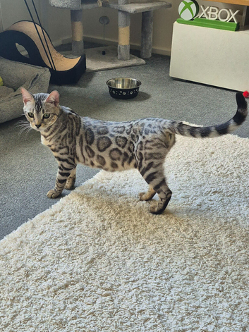 Silver snow bengal