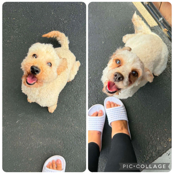cavapoo and toy poodle for sale