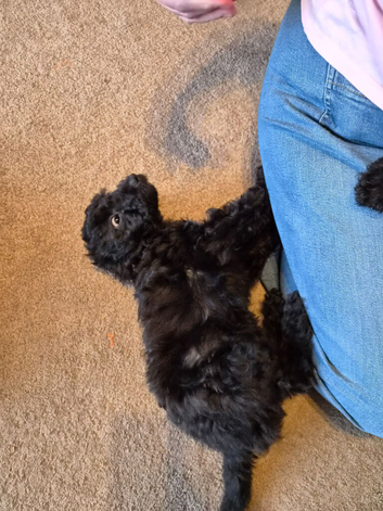 Cockapoo Puppies