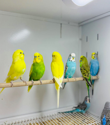 Budgies