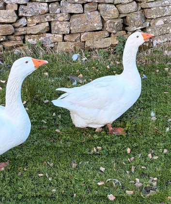 Embden Breeding Pair of Geese for Sale