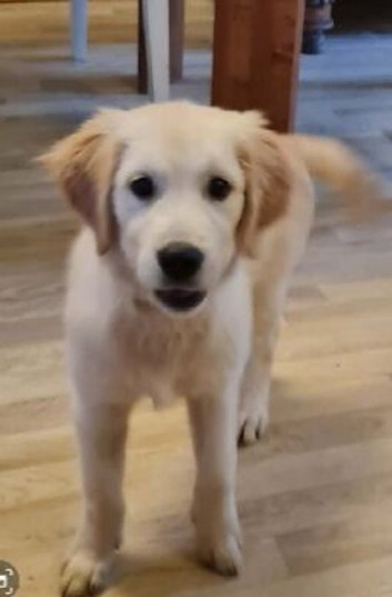 Last beautiful golden retriever girl ready now