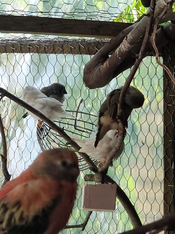 2 males zebs and a bangalese finch