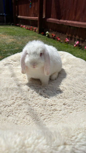 Pure White Mini Lop