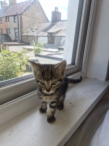 5 Stunning Kittens for sale!!!