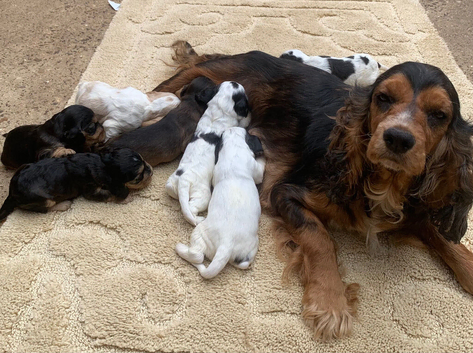 King Charles spaniel