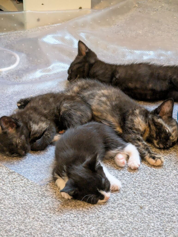 Playful Kittens Ready for Loving Homes