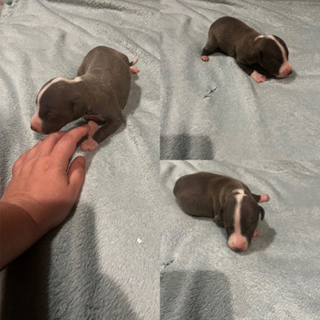 KC whippets for sale