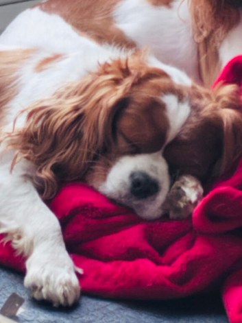 Cavalier King Charles male 2