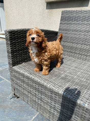 Beautiful fox red cavapoochon pups