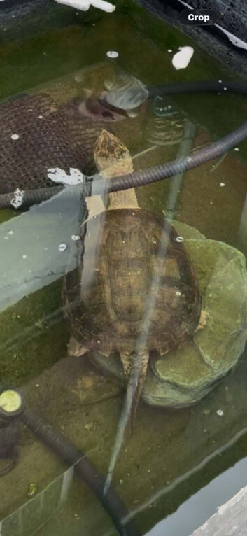 Xl snapping turtle