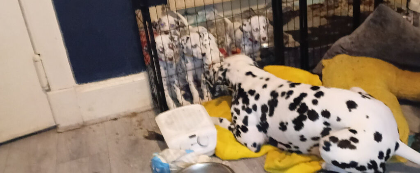 Six beautiful dalmatian puppies