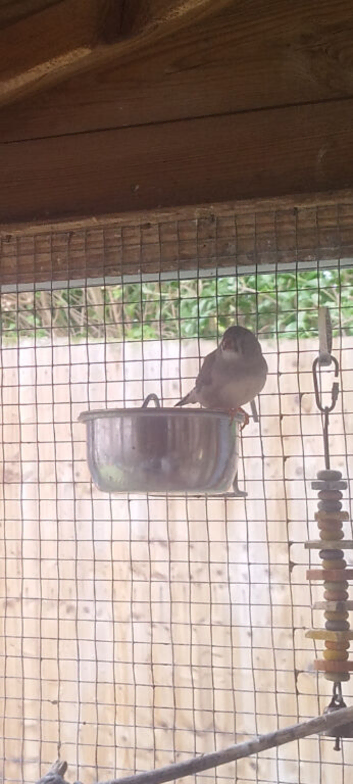 Zebra finch