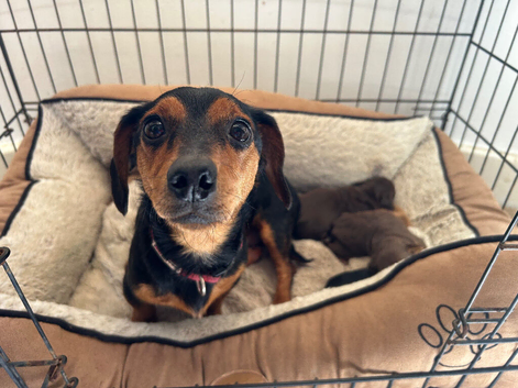 Miniature Dachshund x Jack Russell pups