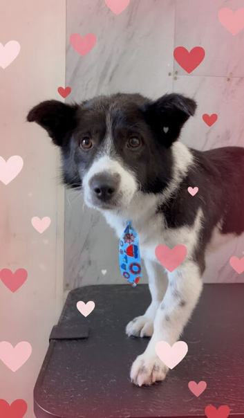 Bertie is looking for his forever