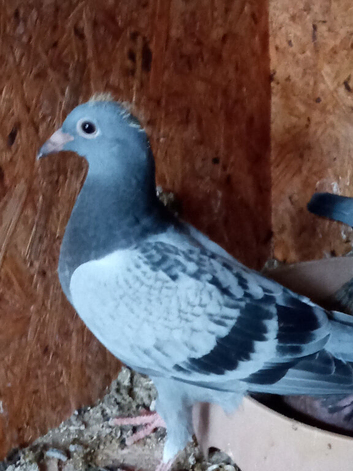 Racing pigeons