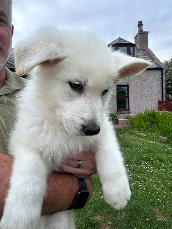 German Shepherd Puppies from fully health tested parents