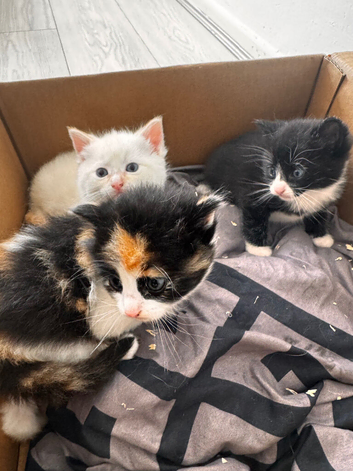Kittens