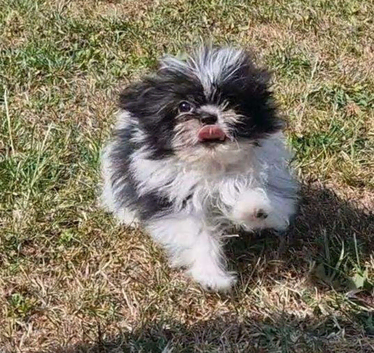 Pomeranian x shitzu. Boy. Fully vaccinated. Ready to go