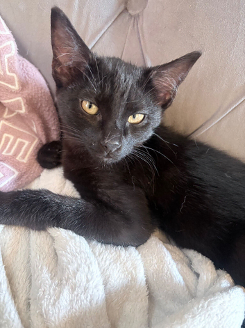 Savannah mix kitten