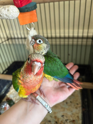 2 Green cheek Conures