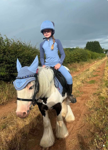 Cob 3years old gelding