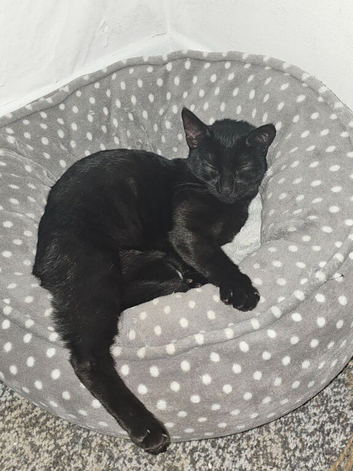 Lilly needs new home &pound;50