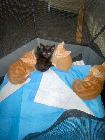 2 Ginger kitten&rsquo;s
