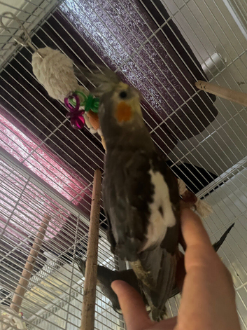 Baby hand reared cockatiels