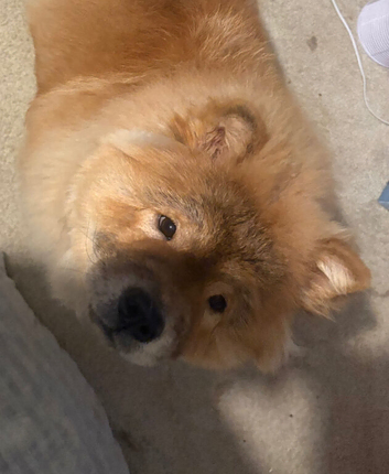 female chow chow- 9 month old- selling with no fault of her own