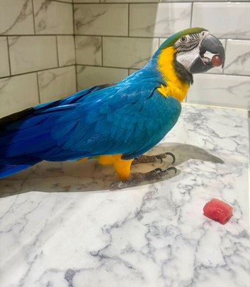 Tame blue and gold macaw