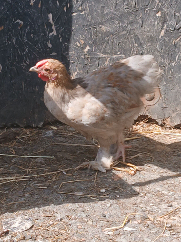 Beautiful young cocks pekin and pekin X
