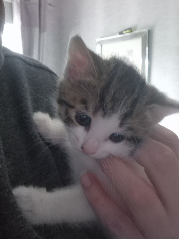5 tabby white and black white kittens