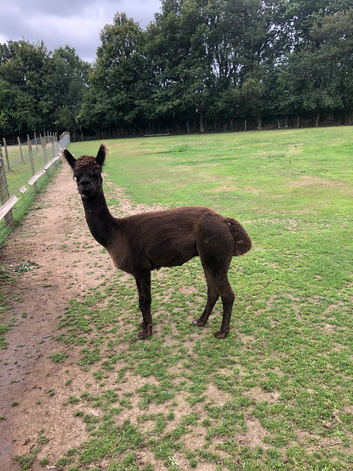 Herd sire modern grey alpaca male
