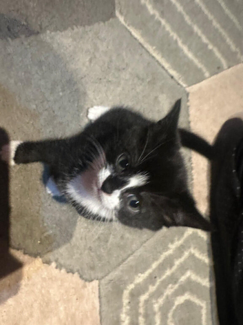 Kitten