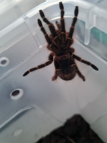 Choco golden knee tarantula