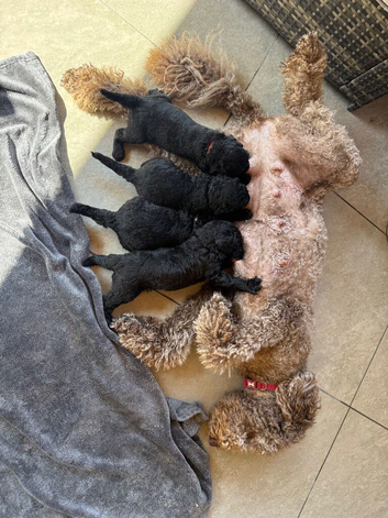 Labradoodle non shed puppies