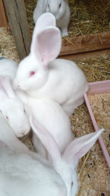 One  12 week old continental x flemish giant rabbit