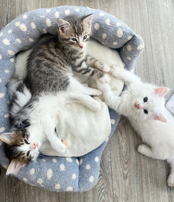 Fluffy Kittens!