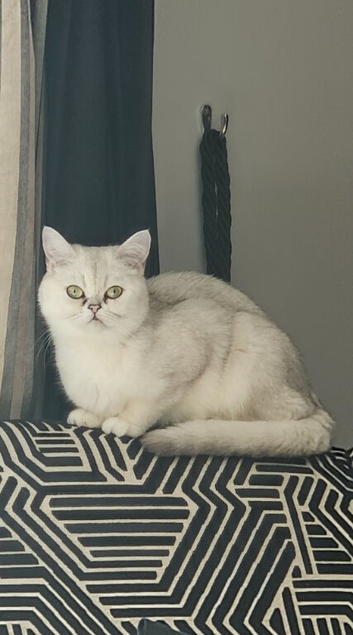 Silver tip british short