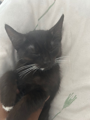 Female kitten on sale