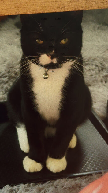 black and white 13 months old cat