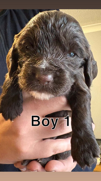 Puppies