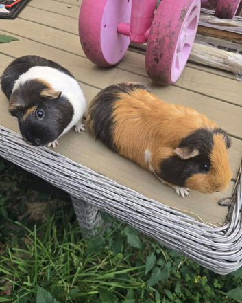Here are my 2 female guinea pigs &pound;30 each