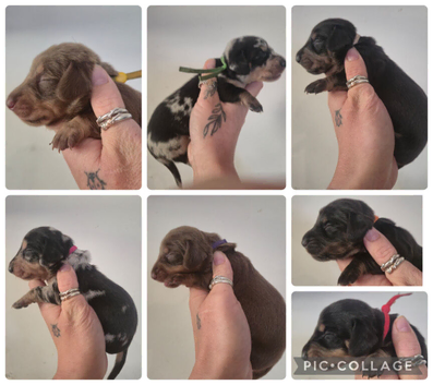 PRA CLEAR MINIATURE DACHSHUND PUPPIES