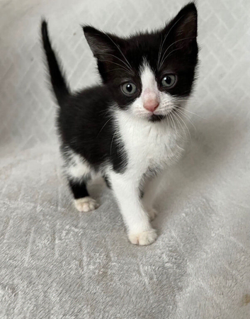 8 week old kittens 1 left boy oto